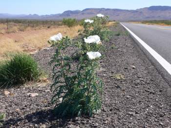 roadside flower